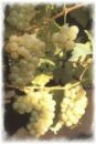 Weinrebe Bacchus