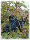 Weinrebe Dornfelder