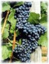 Weinrebe St. Laurent