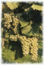 Weinrebe Müller-Thurgau