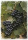 Weinrebe Portugieser