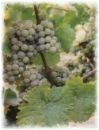 Weinrebe Riesling
