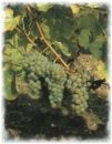 Weinrebe Silvaner