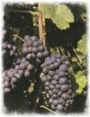 Weinrebe Spätburgunder