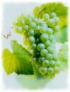 Weinrebe Weißer Burgunder