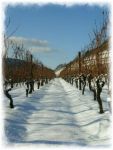 Weinberg im Winter