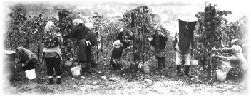 Weinlese - Historisch